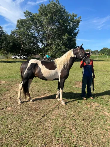 Vendo esse cavalo, inteiro com cinco anos