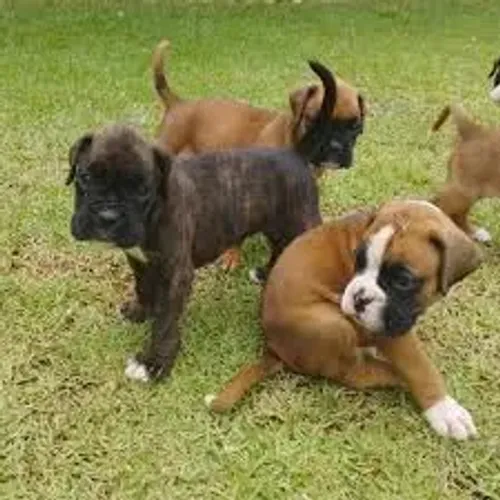 Boxer Mega Promoção