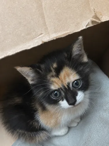 Doação de gatinha ?
