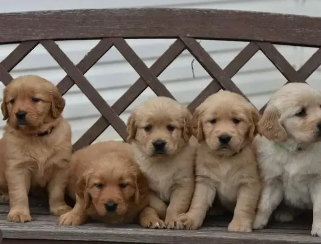 Golden Você não escolhe o dog, ele escolhe seu coração