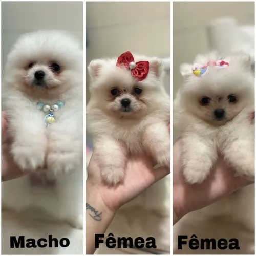Spitz anão (lulu da pomerânia)