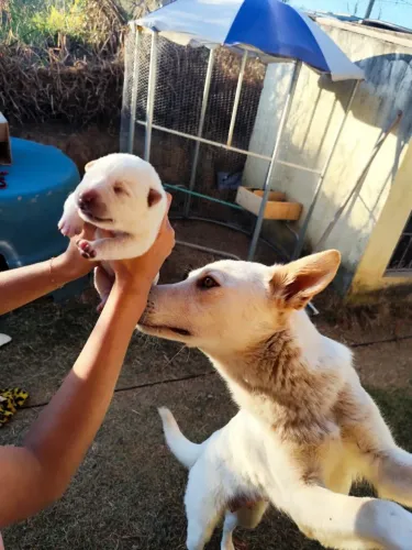 Vendo filhote de cachorro pastor alemão suíço