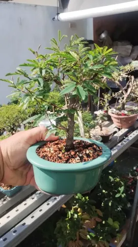 Vendo bonsai diversos