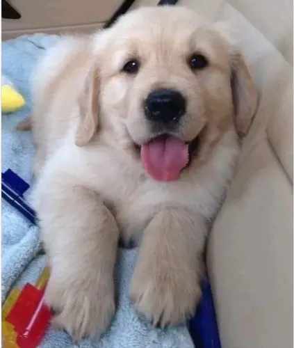 Golden Retriever - Você Vai Se Apaixonar Por Esse Dog
