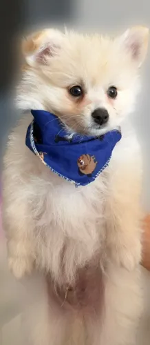 Cachorros raça Spitz Alemão