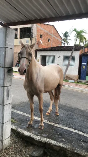 Vende-se Egua mestiça