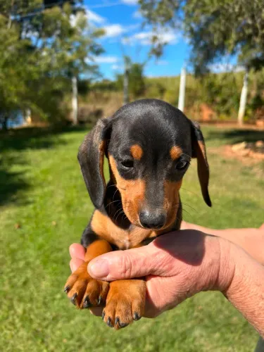 Basset macho
