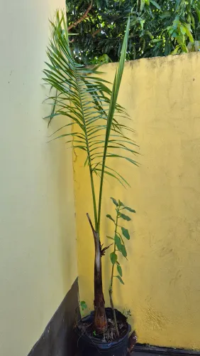 Plantas ornamentais Palmeira.