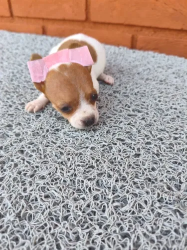 Pinscher mini companheiros para o dia a dia