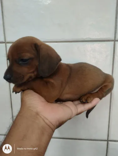 Filhote dachshund Cofap Basset macho