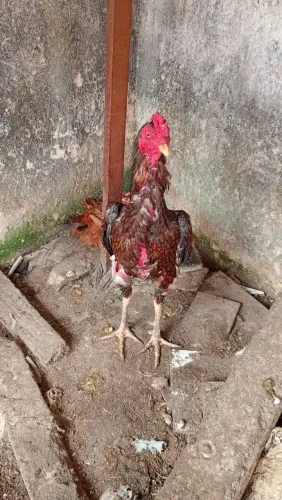 Galinha galo