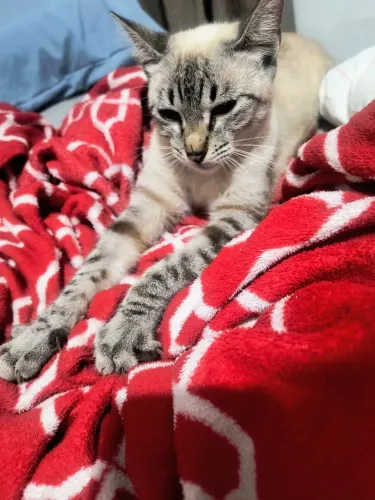 Gatinha para adoção 
