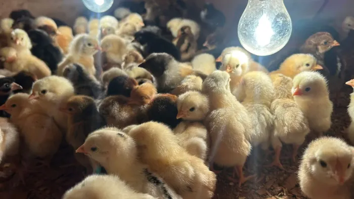 PINTINHOS CAIPIRA COM ÍNDIO