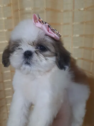 Shih Tzu Fêmeas Filhotes