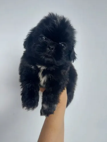Shih tzu fêmea 