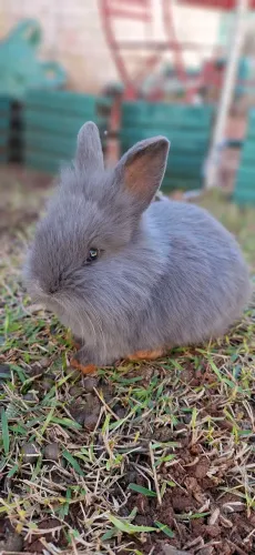 Coelho