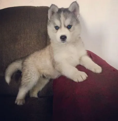 Filhote Husky Siberiano | Beleza Que Encanta Todos os Dias