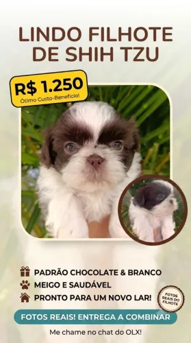 Lindo Filhote de Shih Tzu - Chocolate e Branco