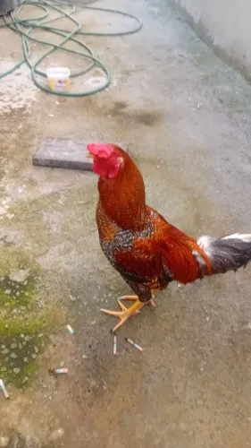Vendo um galo caipira 