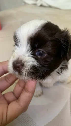 Vende se cachorrinho shihtzu