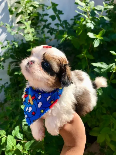 Shih Tzu macho com pedigree 