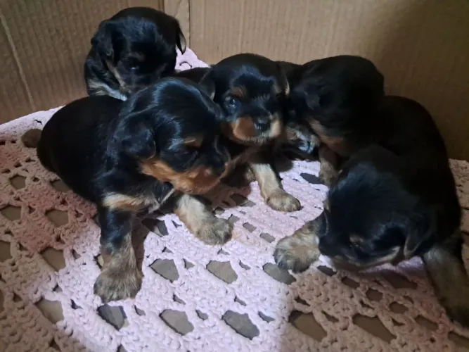 Lindos filhotes de yorkshire 