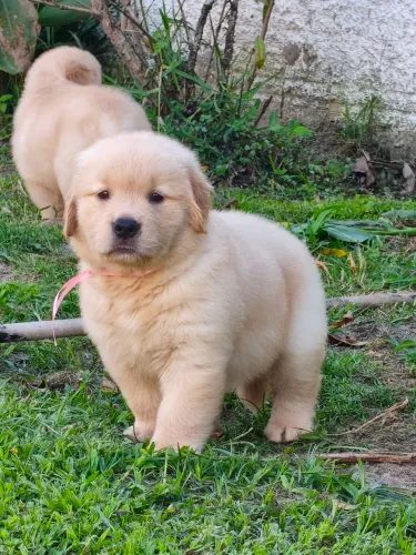 Golden Retriever disponível macho e fêmea