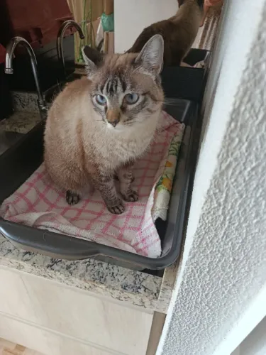 Gatinha castrada para doação responsável.