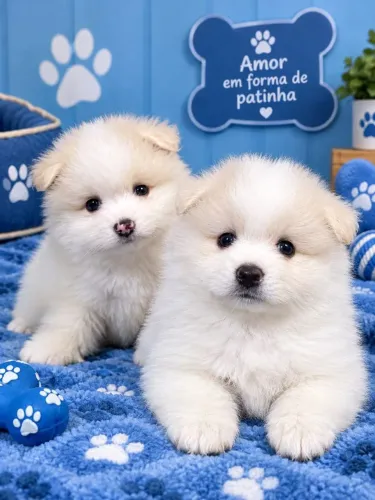 Lulu da Pomerania 12x
