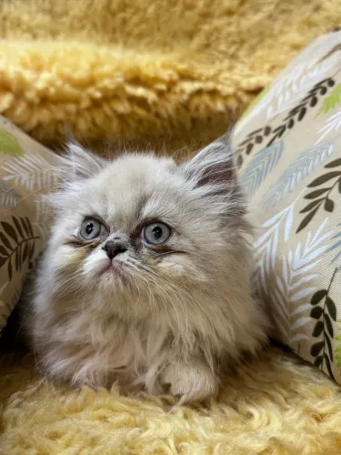 Vende-se filhote de gato Persa.