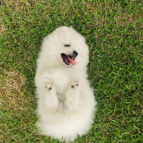 Sptiz alemão - Lulu da Pomerânia anão fêmea