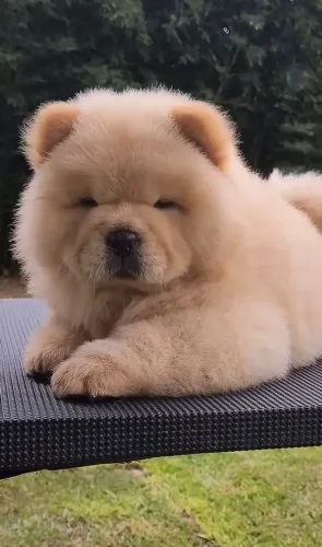 Forte por fora e amoroso por dentro: o Chow Chow é especial.