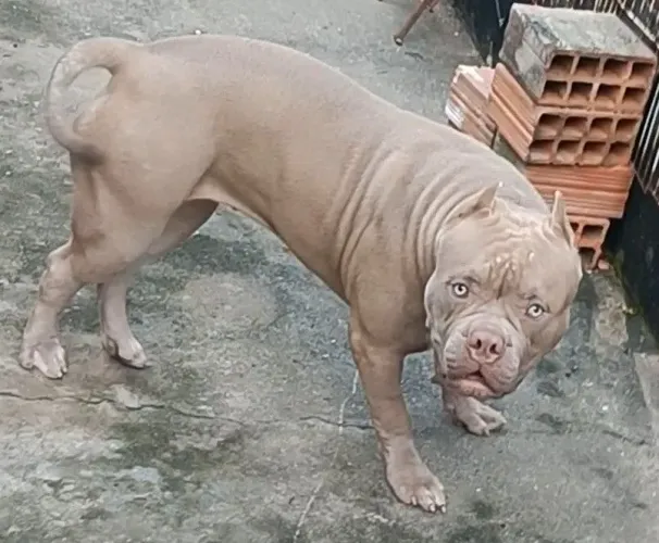 Pitmonster fêmea 