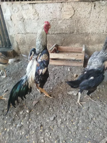 Galo índio
