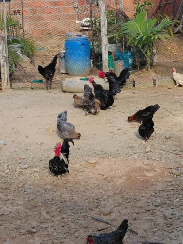 Lindas mini garnizé no precinho 