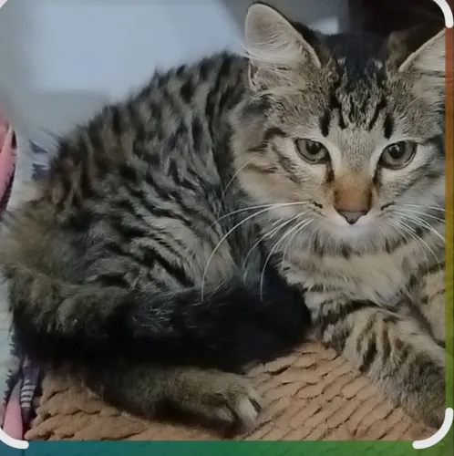 Doação de gata