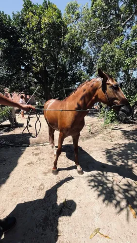 Cavalo