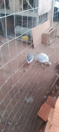 Galinha Angolista