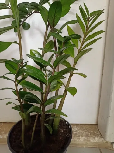 Planta zamiocuca natural