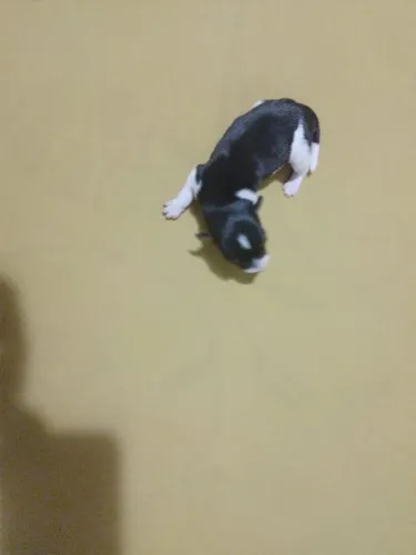 Pinscher