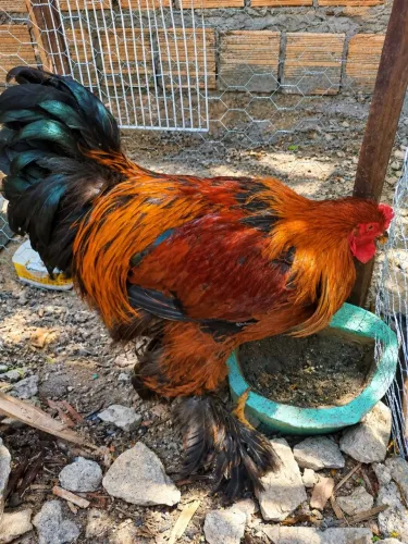 Galo Brahma novo