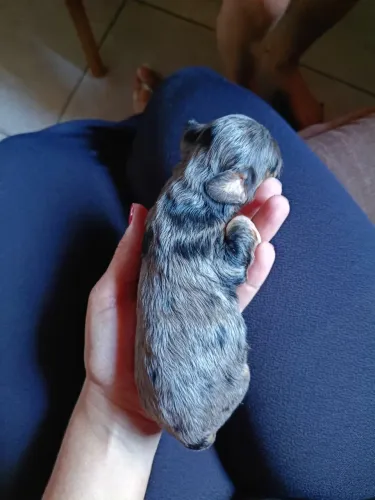 Filhotes de Cofapes "Dachshund"
