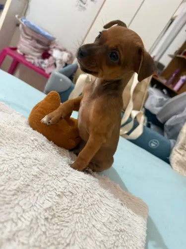 Vendo filhote de pincher 1