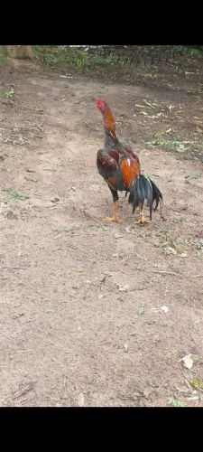 Galo e galinha