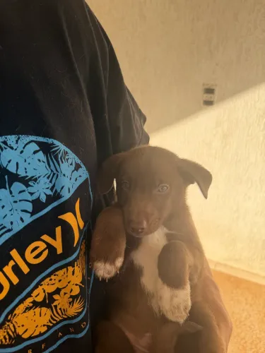 Filhote macho - Husky e Labrador