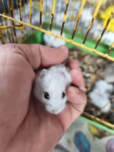 Hamster anão russo 