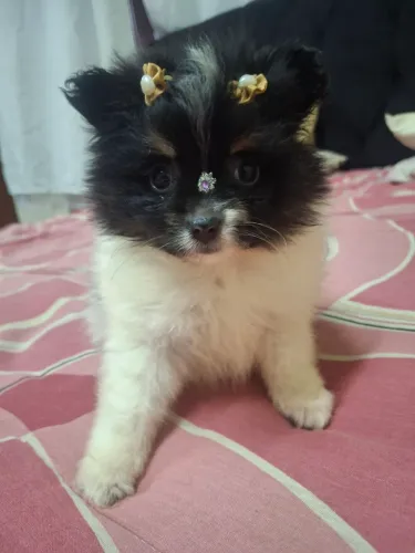 Lulu da pomerania fêmea Anão