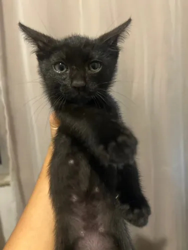 Gatinhos para adoção 