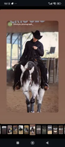 Cavalo crioulo tordilho de rédeas 