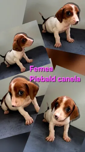 Filhotes de dachshund linguicinhas